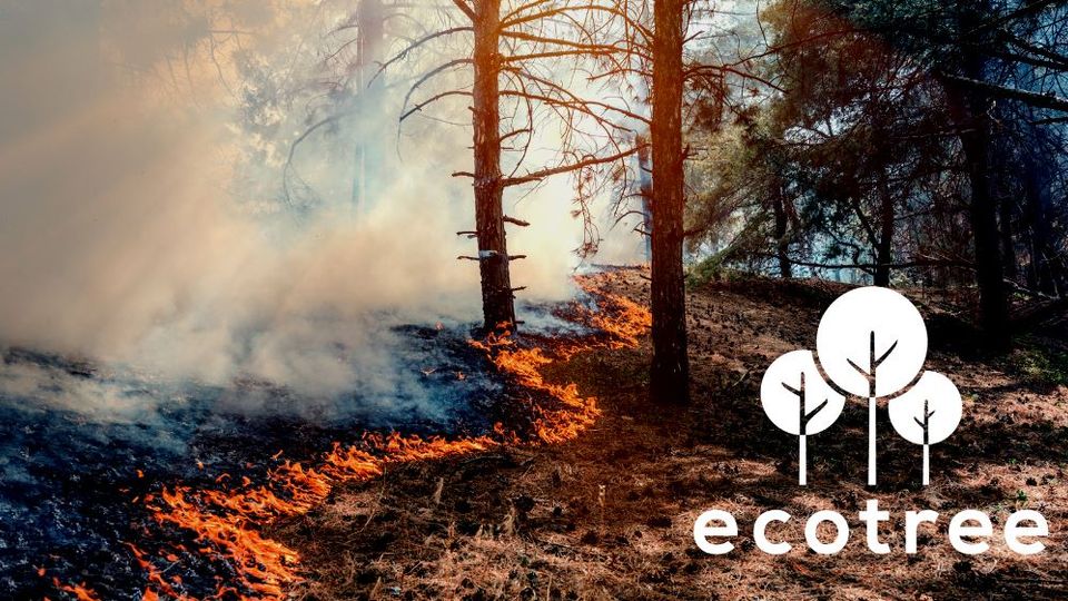 Communiqué de Presse - Incendies en forêt : EcoTree lance un appel à la société civile et au Président de la République