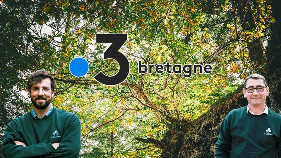 EcoTree et France 3 Bretagne : Replanter après les incendies