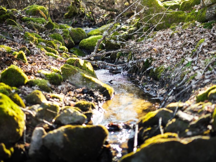 Bevarelse af biodiversitet