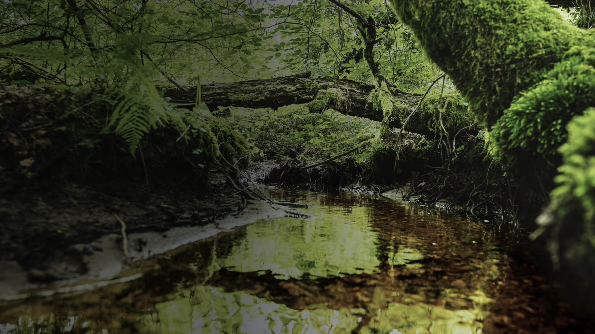 Ploërdut wetland restoration