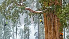 Mesurer les plus hauts arbres du monde