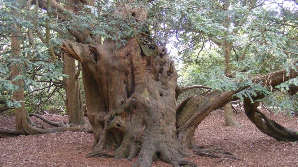 If commun, essence forestière menacée en Europe EcoTree — free download