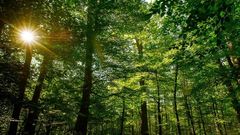 Danemark : un téléthon du climat pour un million d’arbres