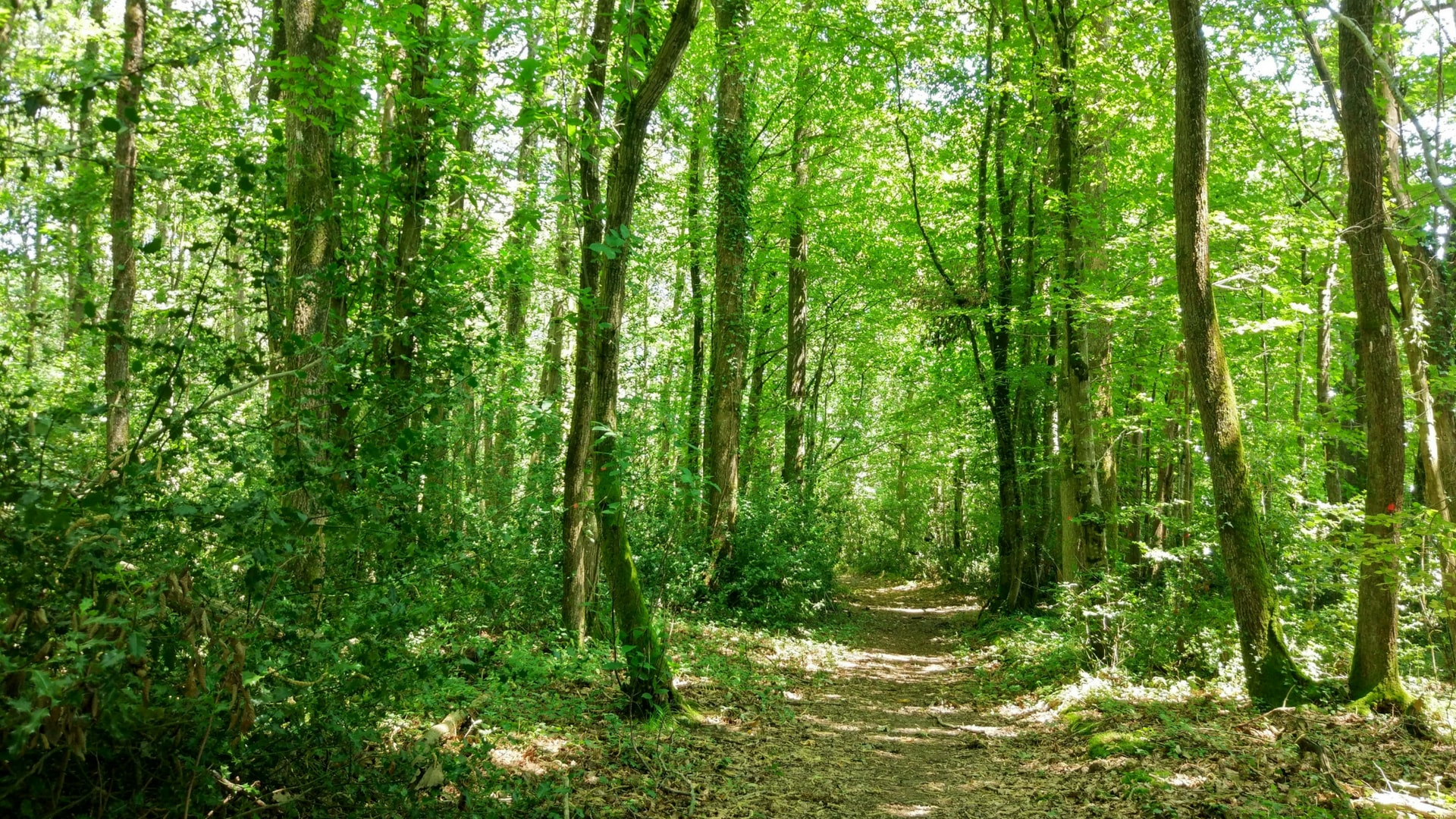 Pack été danois