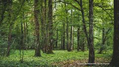 Forêts de France : qui gère quoi ?