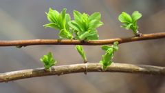 Pollution lumineuse : les arbres en sont victimes