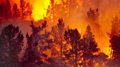 Chaleur, sécheresse : Gare aux feux de forêt !