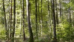 La forêt bretonne aussi fait face au changement climatique