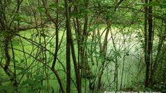 Zones humides en forêt : quel rôle ?
