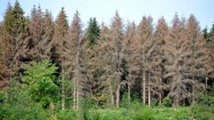 Les arbres rejoignent la liste des espèces menacées en Europe