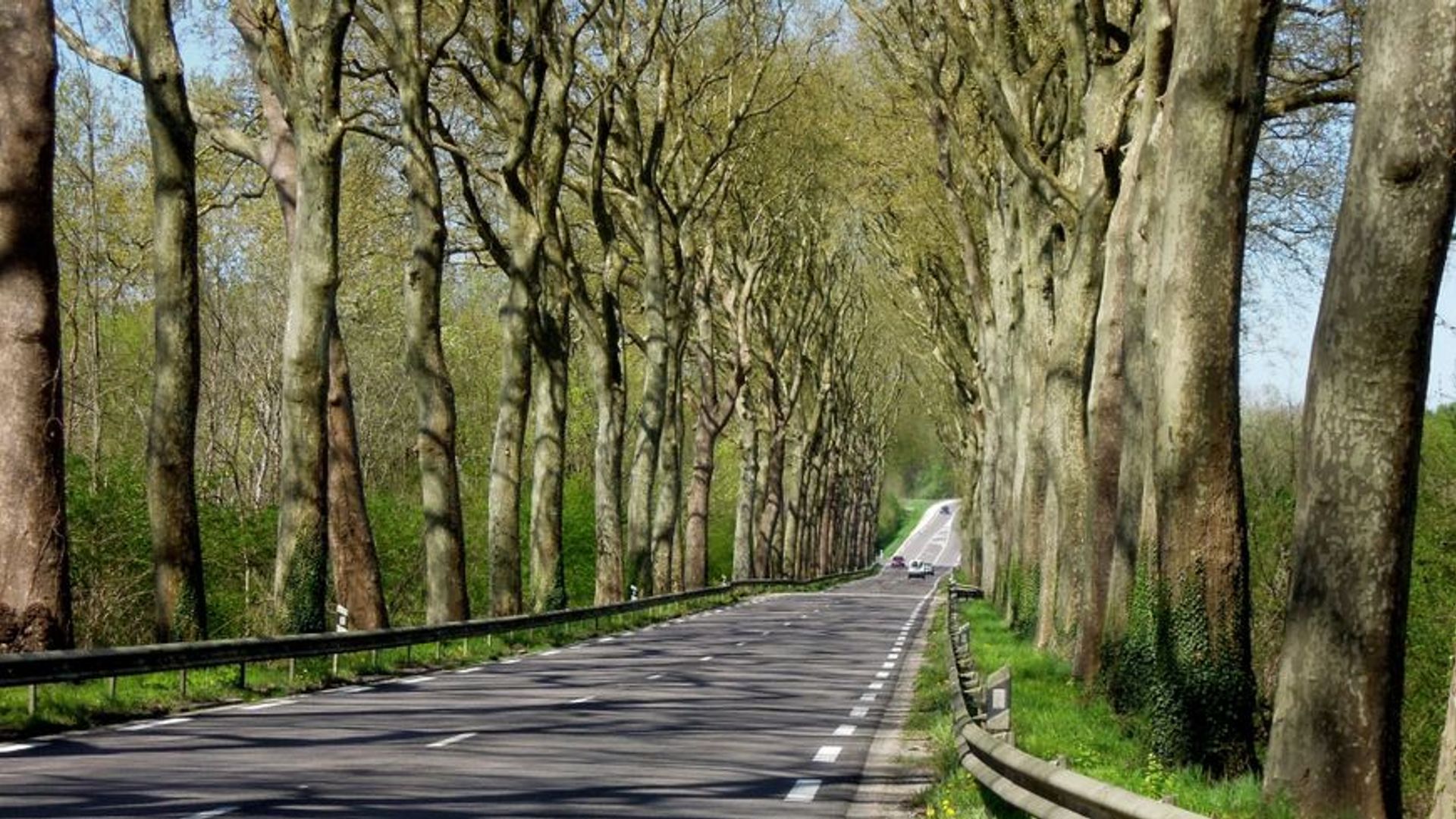 Reboisement des bords de routes projet écologique EcoTree