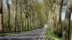 Nous voulons conserver des arbres le long des routes