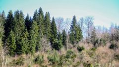 Pour séquestrer le carbone en forêt : tous les arbres entretenus sont efficaces