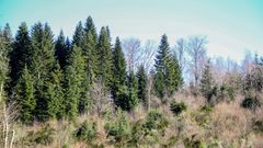 Pour séquestrer le carbone en forêt : tous les arbres entretenus sont efficaces
