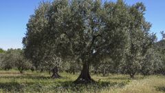 Tout savoir sur l’olivier