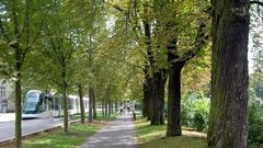 Comment protéger les arbres de la chaleur cet été ?