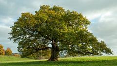 What is a tree? – definition, anatomy and characteristics