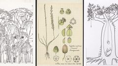 Annales des Sciences Naturelles Botaniques. . Fig. 20. — Phseosaccion  Collmsii. — a, partie inférieure d'une plante assez jeune; 6, sommet d'une  jeune plante; c, coupe transversale de la fronde; y