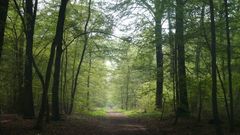 Forêt domaniale de Saint-Germain : vers un classement en forêt de protection