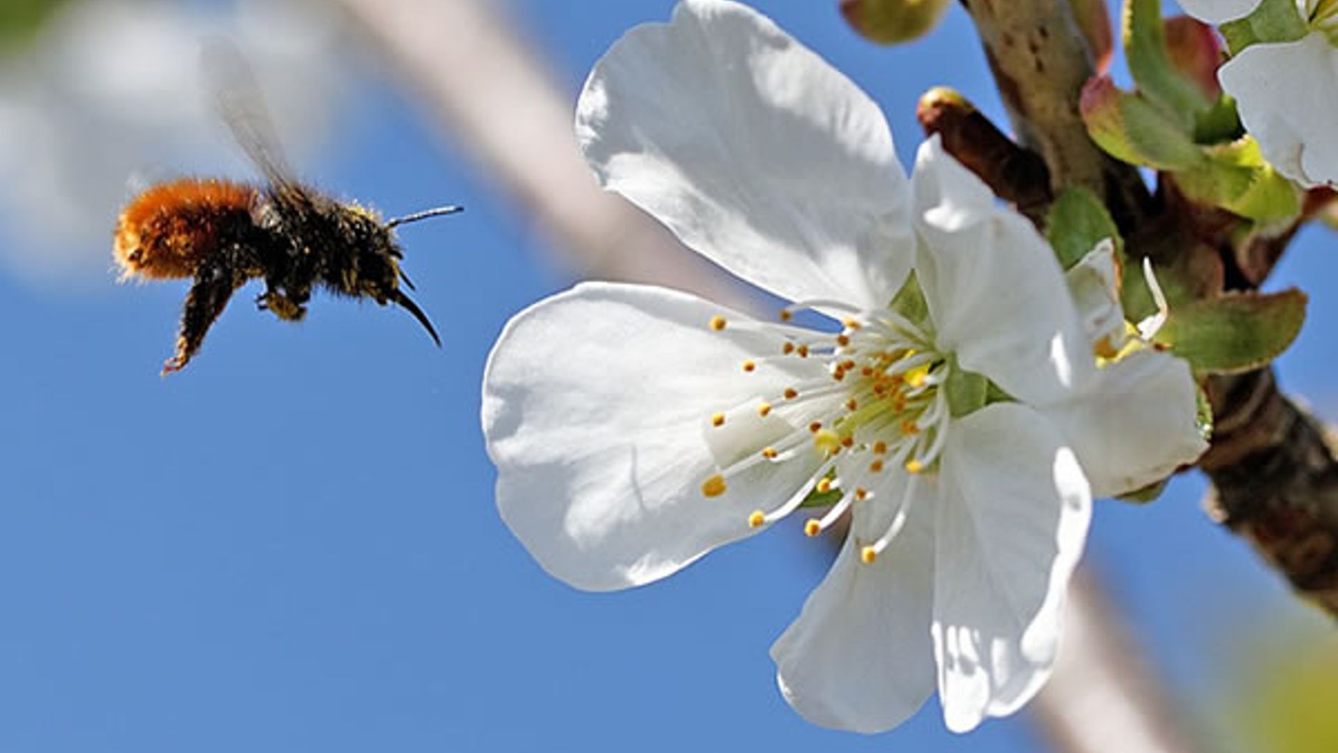 Des fleurs et des arbres pour sauver les abeilles développement durable — free download