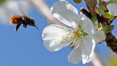 Des fleurs et des arbres pour sauver les abeilles
