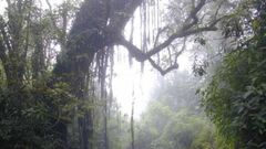 Le Cameroun veut sauver sa forêt