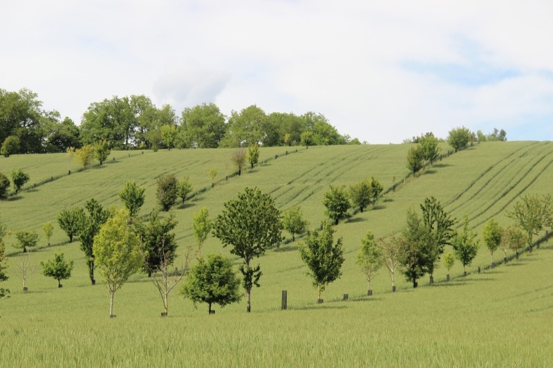 Comment L'agroforesterie Peut-elle Aider L’agriculture ? | EcoTree