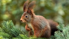 L’écureuil roux, un animal de nos forêts et de nos parcs