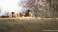 Gestion forestière : nous plantons, entretenons et coupons vos arbres !