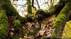 Les arbres communiquent-ils ?