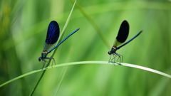 L’inquiétante disparition des insectes