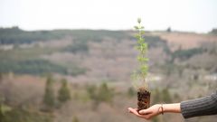 EcoTree og Skovdyrkerne Øerne vil genetablere private områder til sunde, danske skove