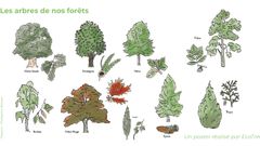 Comment reconnaître les arbres en forêt ?
