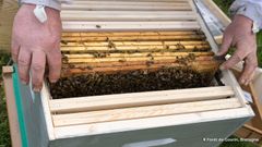 Parrainez des ruches dans une forêt d’EcoTree pour sauver les abeilles