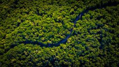 C'est la journée internationale des forêts !