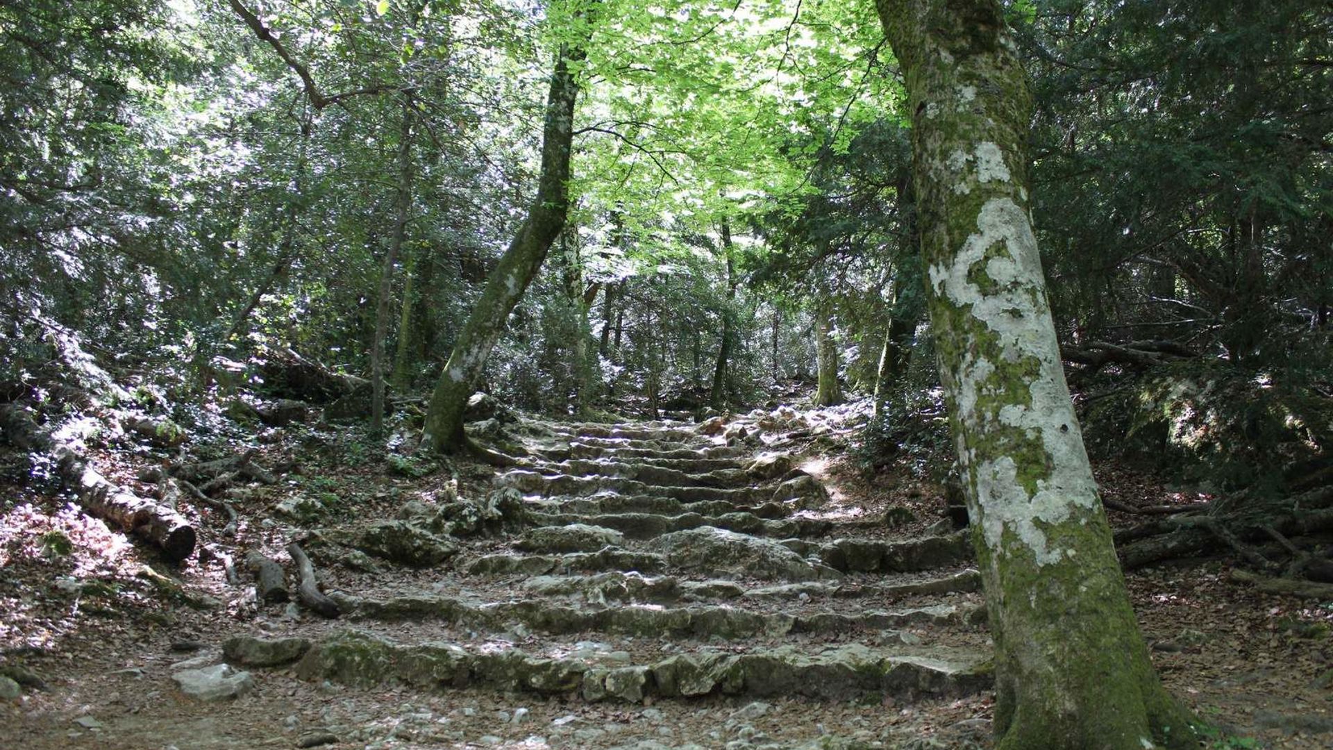 L’extraordinaire forêt relique de la SainteBaume EcoTree