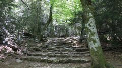 Sainte-Baume : une forêt “vierge” miraculeusement préservée ?