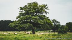 Qu'est-ce qu'un arbre ?