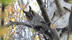 Hibou moyen-duc, oiseau commun de nos forêts