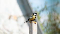 L'inquiétante disparition des oiseaux