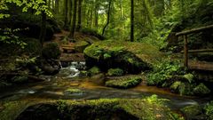 Plan de relance : un soutien à la filière forêt-bois