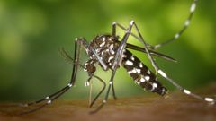 Quelle est l’utilité des moustiques dans la nature ?
