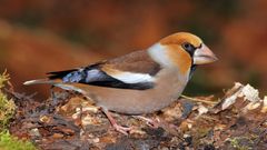 Gros-bec casse-noyaux, un oiseau de nos forêts !