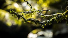 L’écosystème forestier est plus qu’un puits de carbone