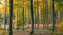 Cinq idées reçues sur la forêt