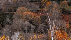 Les grandes forêts de France - Partie 1