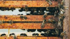 Les villes peuvent-elles sauver les abeilles ?