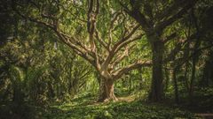La vie des arbres, le livre révélation de de Peter Wohlleben