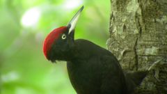 Oiseaux de nos forêts : le pic noir