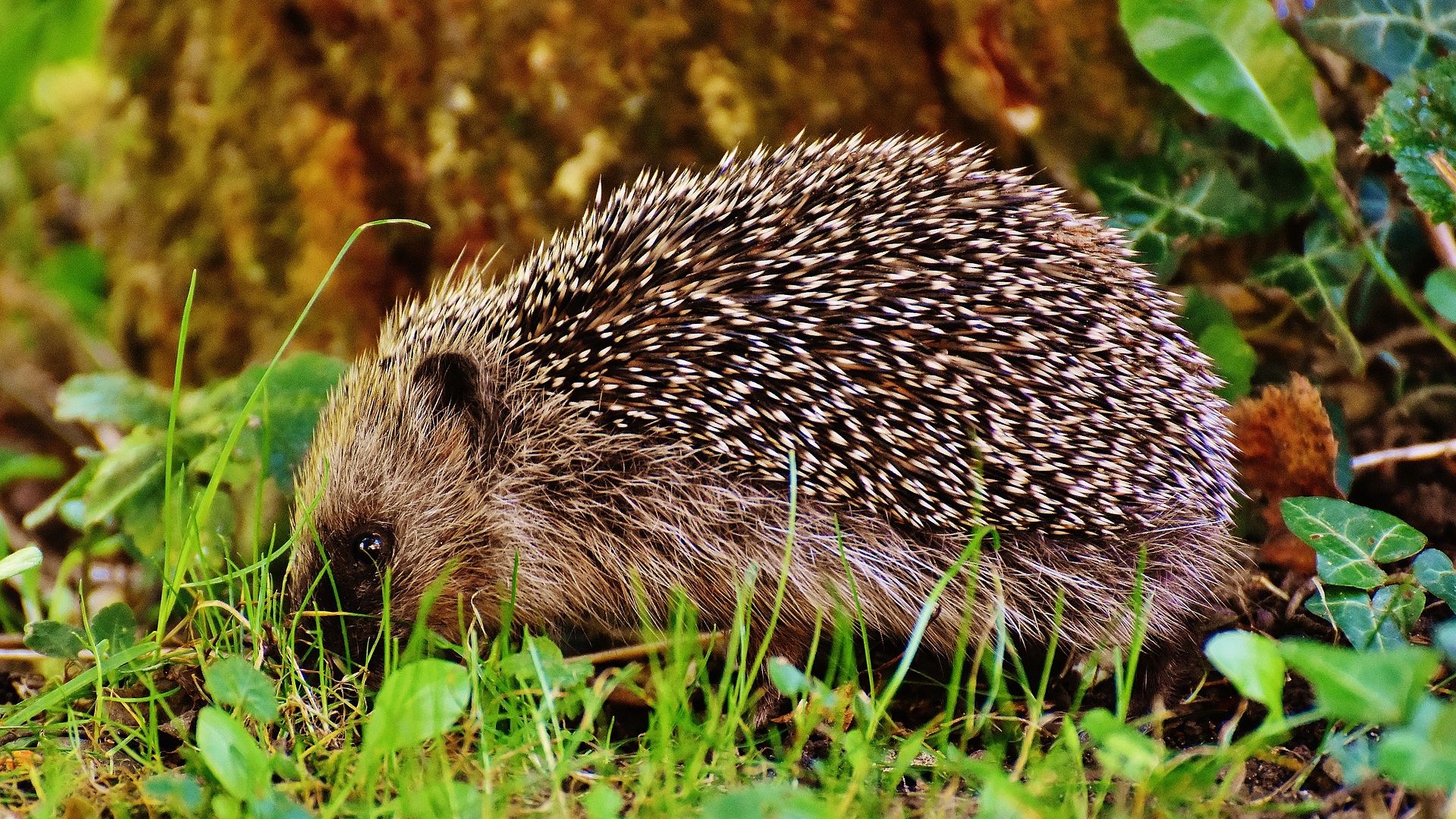 Hérisson d’Europe : un animal essentiel à la biodiversité | EcoTree